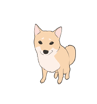 Our funny Shiba Inu！（個別スタンプ：1）