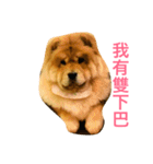 chowchow Polly 2（個別スタンプ：1）