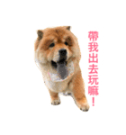 chowchow Polly 2（個別スタンプ：3）