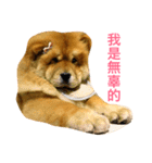 chowchow Polly 2（個別スタンプ：4）