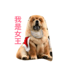 chowchow Polly 2（個別スタンプ：5）