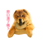 chowchow Polly 2（個別スタンプ：6）