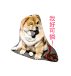 chowchow Polly 2（個別スタンプ：7）