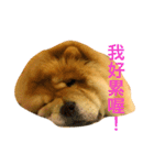 chowchow Polly 2（個別スタンプ：8）