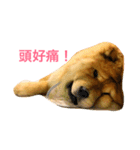 chowchow Polly 2（個別スタンプ：9）