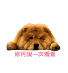 chowchow Polly 2（個別スタンプ：12）