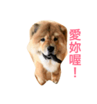 chowchow Polly 2（個別スタンプ：17）