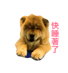 chowchow Polly 2（個別スタンプ：18）