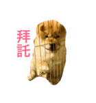 chowchow Polly 2（個別スタンプ：19）