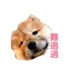 chowchow Polly 2（個別スタンプ：20）