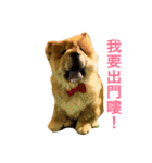 chowchow Polly 2（個別スタンプ：21）