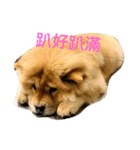 The chowchow Polly（個別スタンプ：1）