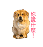 The chowchow Polly（個別スタンプ：3）