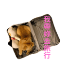 The chowchow Polly（個別スタンプ：4）