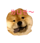 The chowchow Polly（個別スタンプ：5）