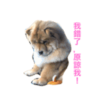 The chowchow Polly（個別スタンプ：6）