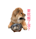 The chowchow Polly（個別スタンプ：7）