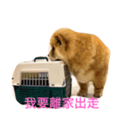 The chowchow Polly（個別スタンプ：9）