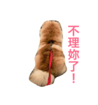 The chowchow Polly（個別スタンプ：10）