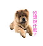 The chowchow Polly（個別スタンプ：13）