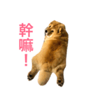 The chowchow Polly（個別スタンプ：18）