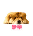 The chowchow Polly（個別スタンプ：20）