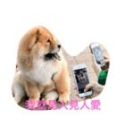 The chowchow Polly（個別スタンプ：21）