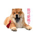 The chowchow Polly（個別スタンプ：22）