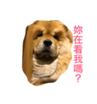 The chowchow Polly（個別スタンプ：23）