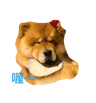 The chowchow Polly（個別スタンプ：24）