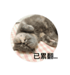 JJ Smile Cattery Exotic（個別スタンプ：6）