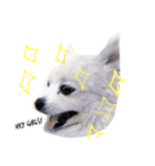 Evil funny dog（個別スタンプ：1）