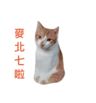 Cat,mouse,dog（個別スタンプ：7）