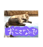 ねこぬこねこ（個別スタンプ：6）