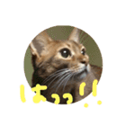 ねこぬこねこ（個別スタンプ：13）