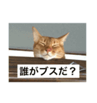 ねこぬこねこ（個別スタンプ：16）