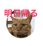 気ままな猫達2（個別スタンプ：7）