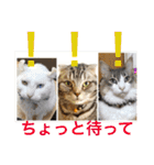 気ままな猫達2（個別スタンプ：10）