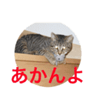 気ままな猫達2（個別スタンプ：12）