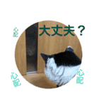 気ままな猫達2（個別スタンプ：20）