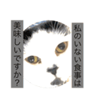 気ままな猫達2（個別スタンプ：22）