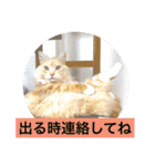 気ままな猫達2（個別スタンプ：28）