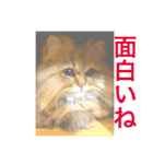 気ままな猫達2（個別スタンプ：32）