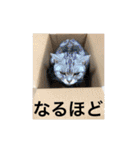 気ままな猫達2（個別スタンプ：36）