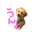 愛犬ソニンちゃん（個別スタンプ：4）