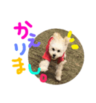 愛犬ソニンちゃん（個別スタンプ：10）