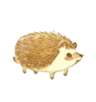 Puff is hedgehog（個別スタンプ：2）