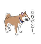 柴犬 いっちゃん（個別スタンプ：6）