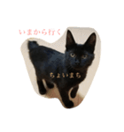 黒猫くろず（個別スタンプ：19）