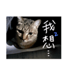 CAT_mango（個別スタンプ：11）